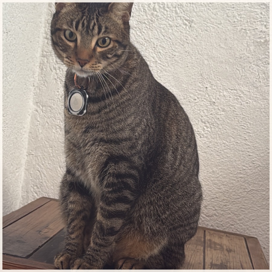 Foto de una mascota cargada por el usuario